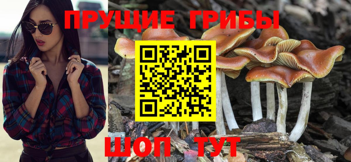 Галлюциногенные грибы Magic Shrooms  купить наркотик  Назарово  Галлюциногенные грибы мухоморы 